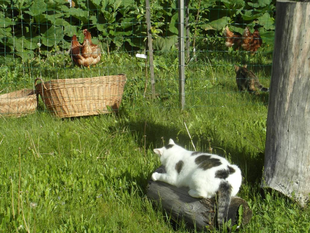 Farm Kosir Villa Kranjska Gora Eksteriør billede
