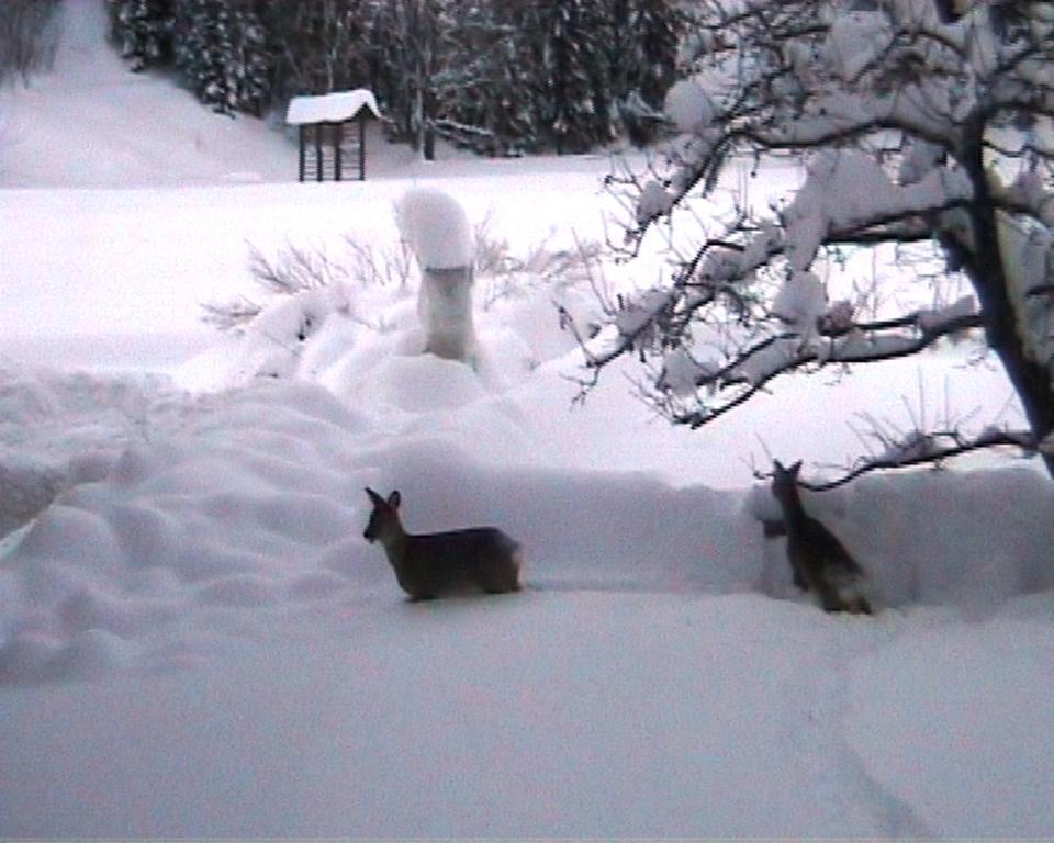 Farm Kosir Villa Kranjska Gora Eksteriør billede